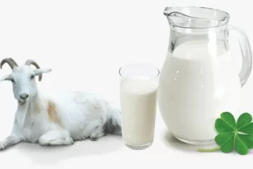SUSU KAMBING
